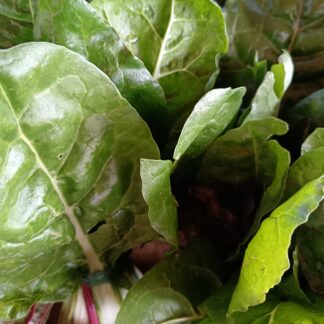 Thumbnail of the "Blettes mixte Bio" product