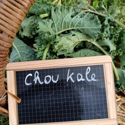 Thumbnail of the "Chou kale Bio" product