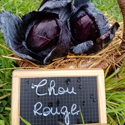 Thumbnail of the "Chou rouge Bio" product