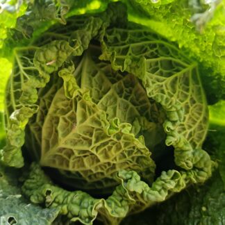 Thumbnail of the "Chou vert frisé Bio" product