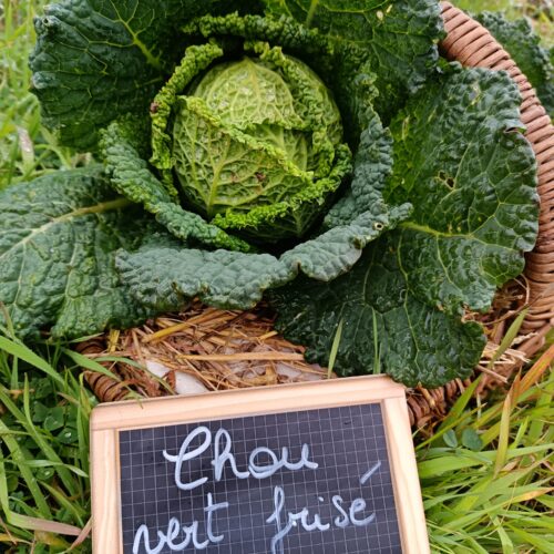 Thumbnail of the "Chou vert frisé Bio" product