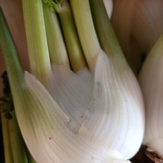 Thumbnail of the "Fenouil Bio" product