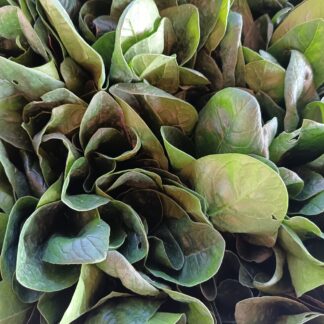 Thumbnail of the "Epinard Bio" product