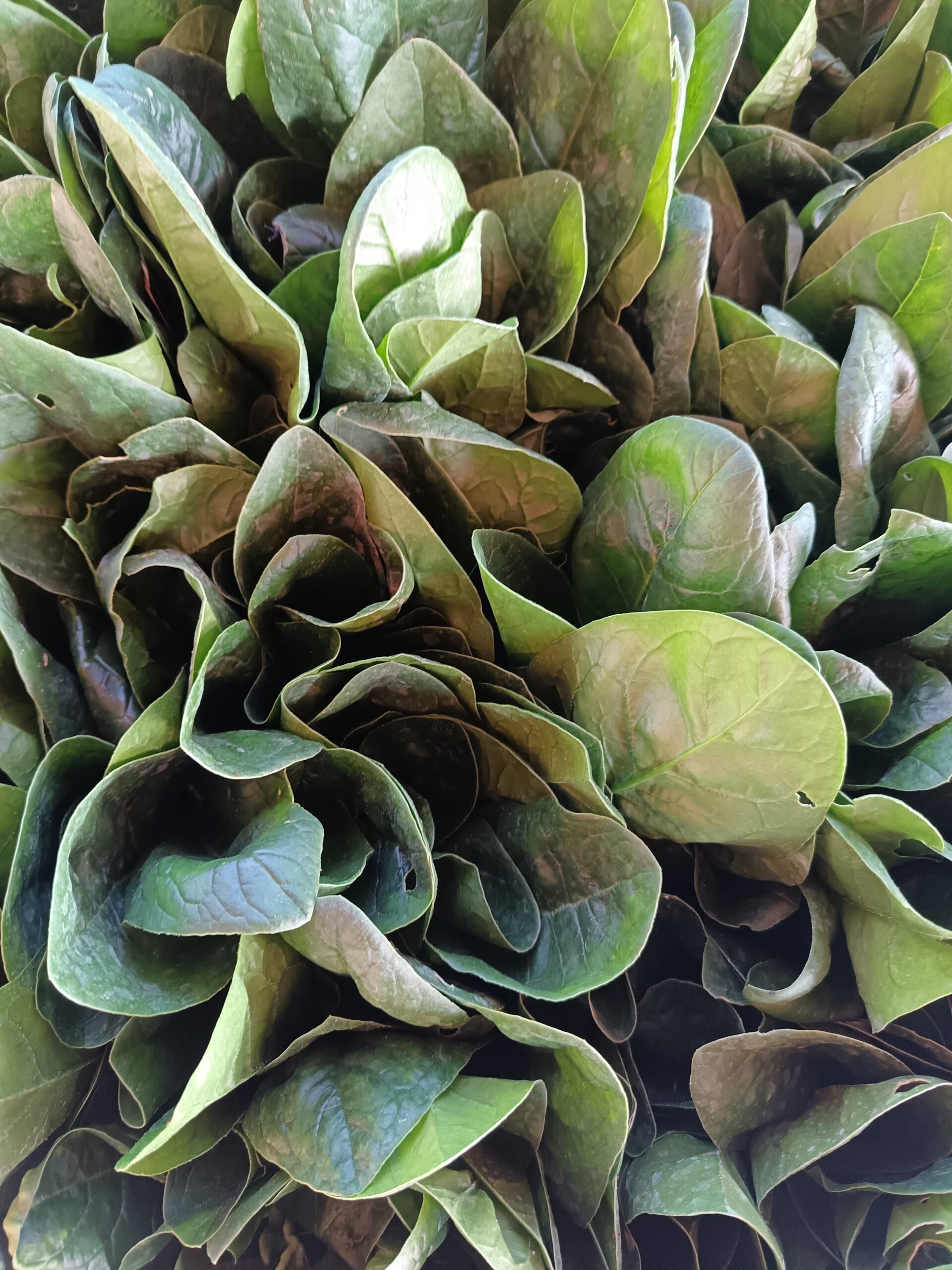 Epinard Bio Thumbnail of the "Epinard Bio" product