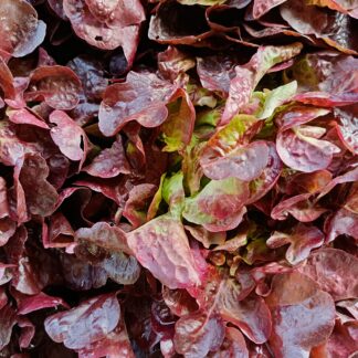 Thumbnail of the "Feuille de chêne rouge Bio" product