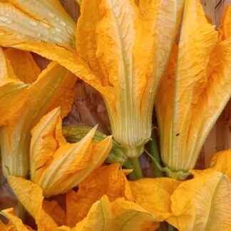 Thumbnail of the "Fleurs de courgette Bio" product