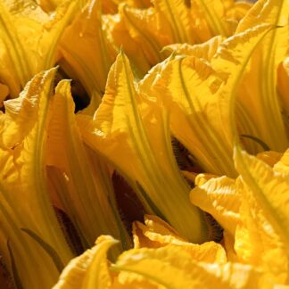 Thumbnail of the "Fleurs de courgette Bio" product