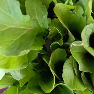 Thumbnail of the "Roquette Bio" product