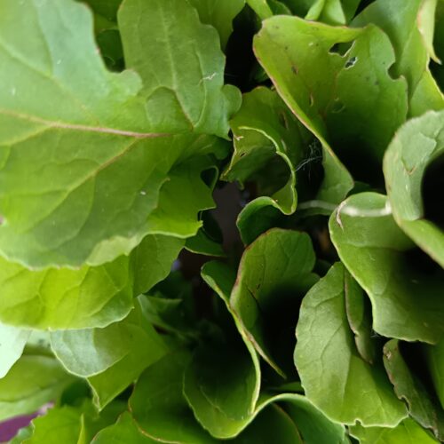 Thumbnail of the "Roquette Bio" product