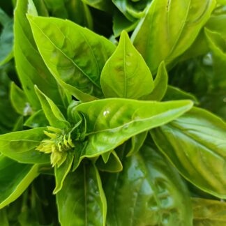 Thumbnail of the "Basilic Bio" product