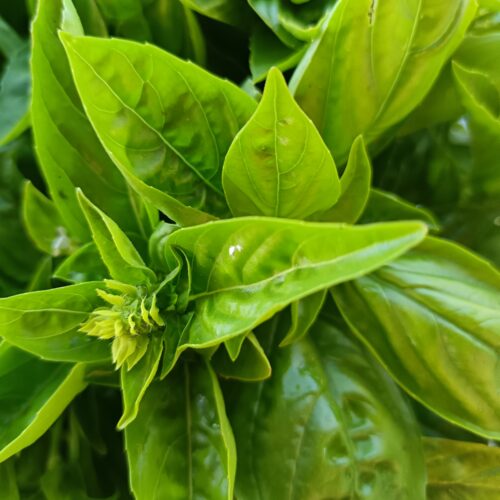 Thumbnail of the "Basilic Bio" product