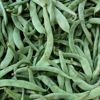 Thumbnail of the "Haricot plat Bio" product