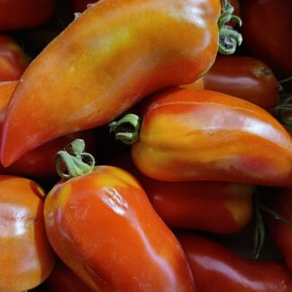 Thumbnail of the "Tomate cornue Bio" product