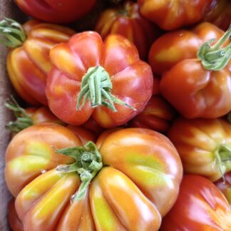 Thumbnail of the "Tomate côtelé rouge Bio" product