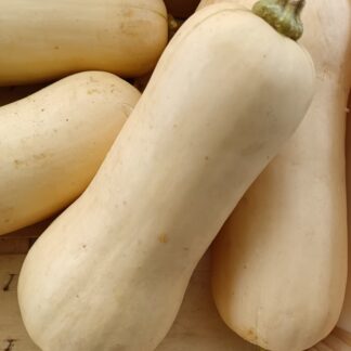 Thumbnail of the "Butternut Bio" product