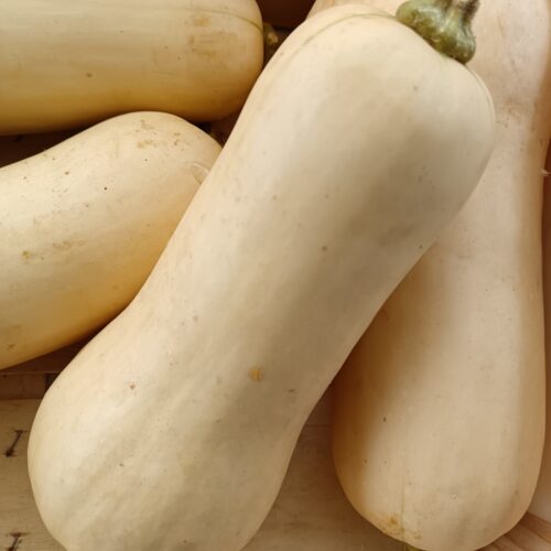 Thumbnail of the "Butternut Bio" product