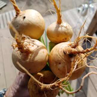 Thumbnail of the "Navet boule d'or Bio" product