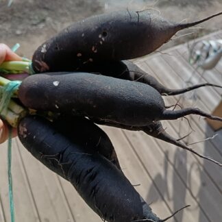 Thumbnail of the "Radis noir bio" product